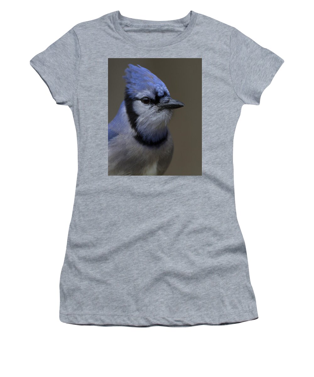 Blue Jay Women's T-Shirt featuring the photograph Portrait of a Bluejay by Timothy McIntyre