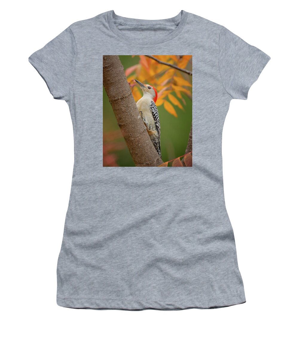 Bird Women's T-Shirt featuring the photograph Red Bellied Woodpecker by David Downs