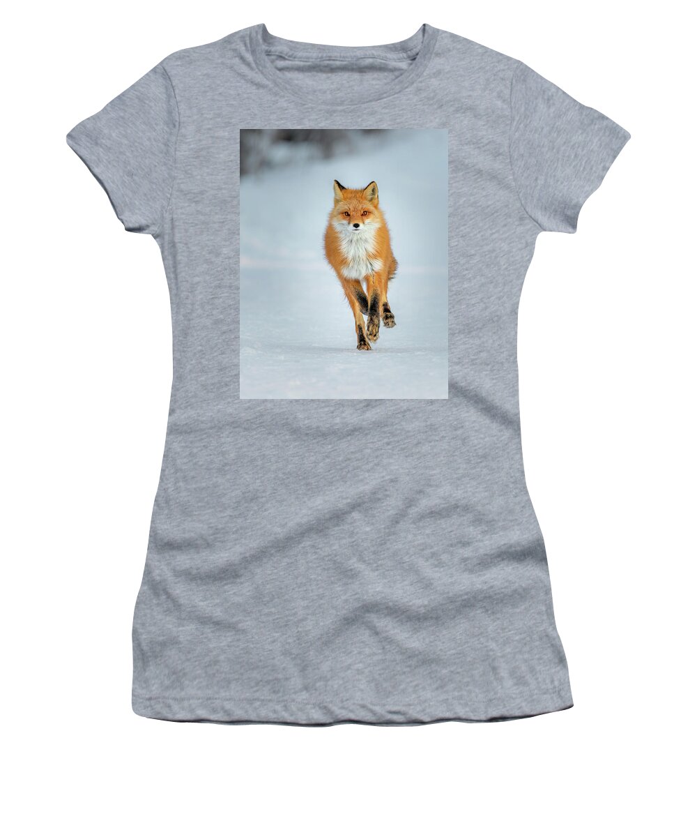 (vulpes Vulpes) Women's T-Shirt featuring the photograph Red Fox Running by James Capo