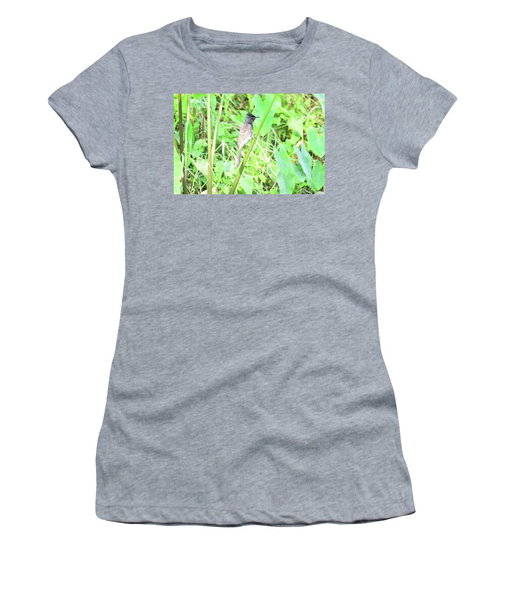 Pycnonotus Cafer Women's T-Shirt featuring the photograph Red-vented Bulbul - Pycnonotus cafer by Amazing Action Photo Video