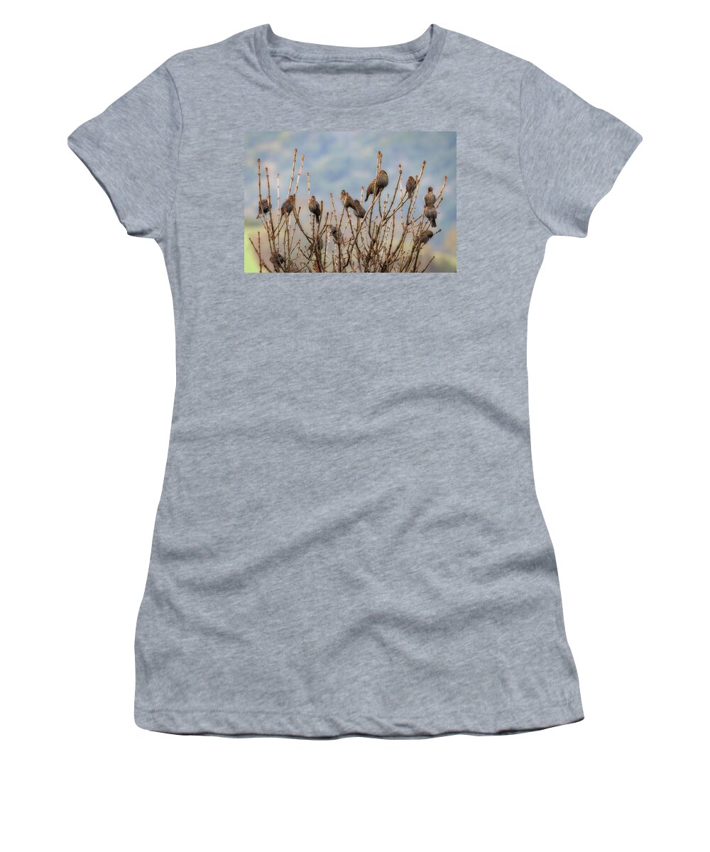  Women's T-Shirt featuring the photograph Red-winged Blackbird Females by Joe Fisher