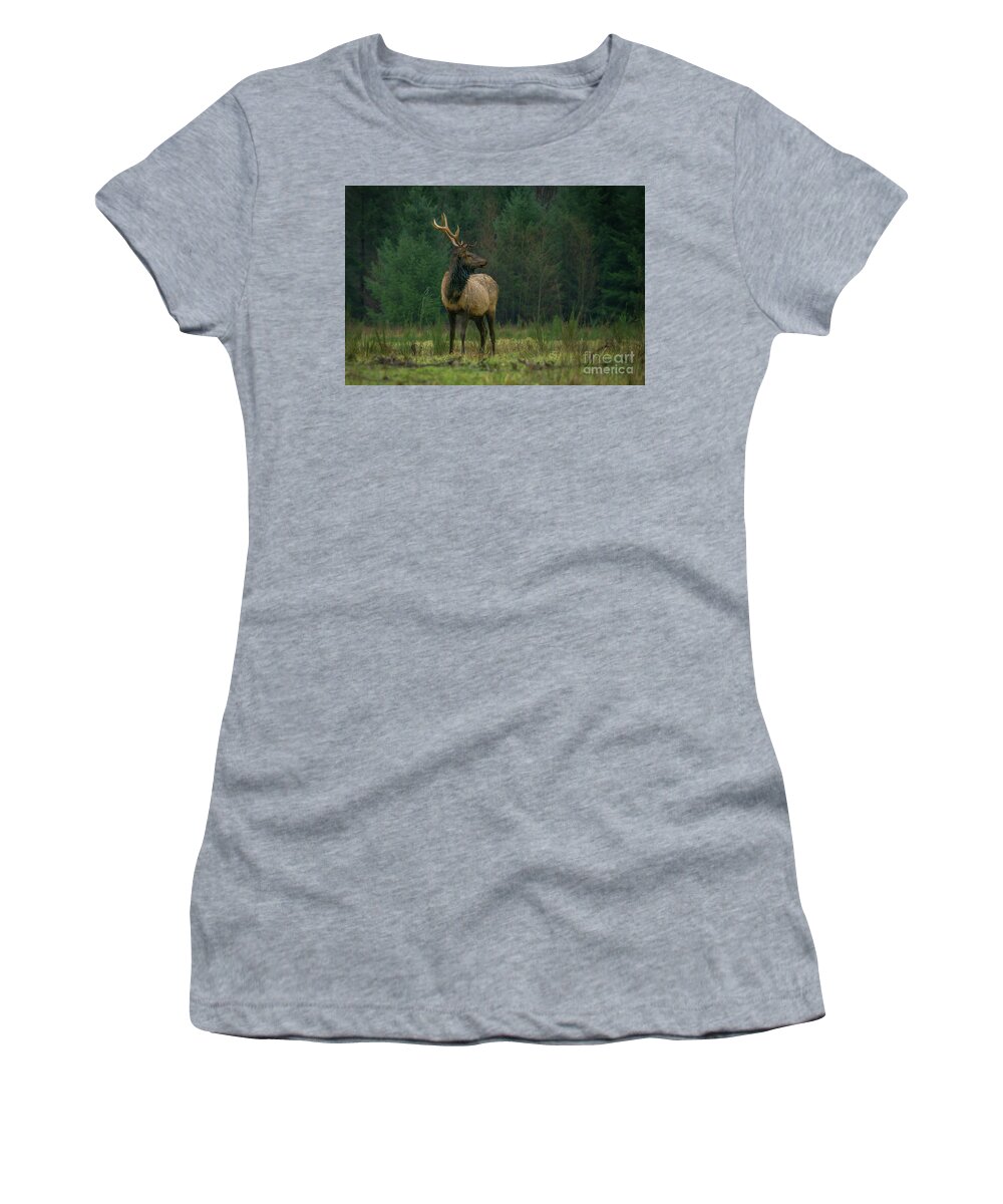 Rocky Mountain Elk Women's T-Shirt featuring the photograph Rocky Mountain Elk Looking Back at Herd by Nancy Gleason