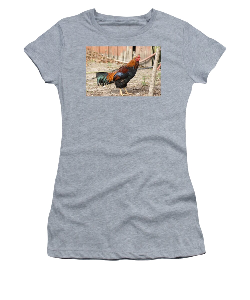  Women's T-Shirt featuring the photograph Rooster by Heather E Harman