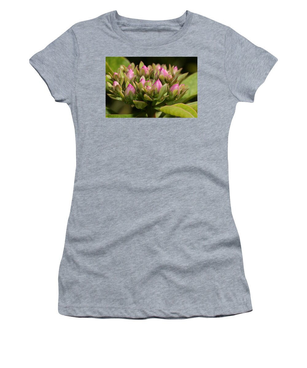 Rose Cactus Women's T-Shirt featuring the photograph Rose Cactus by Mingming Jiang