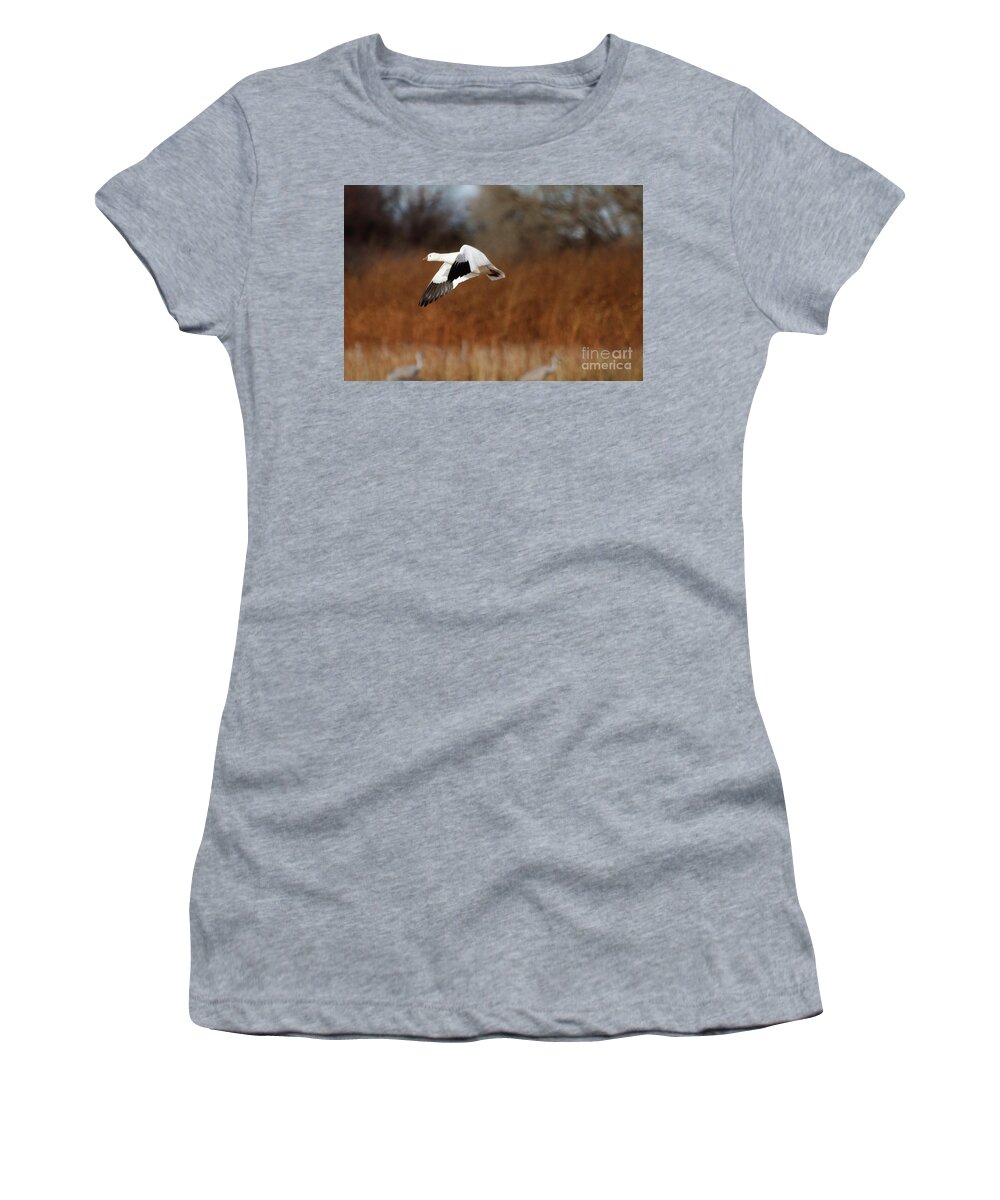 Goose Women's T-Shirt featuring the photograph Ross's goose on a winter day by Ruth Jolly