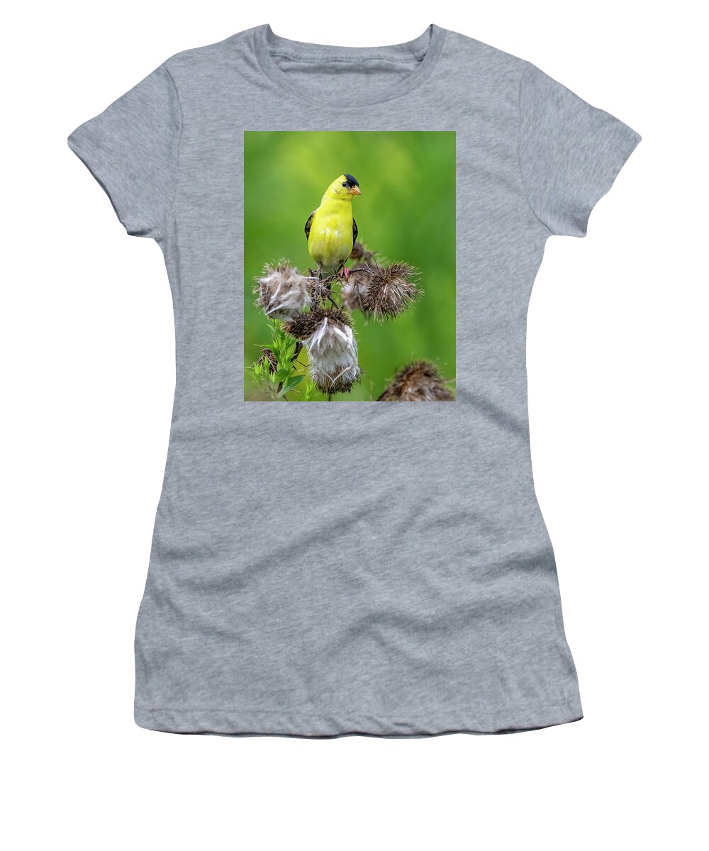 Goldfinch Women's T-Shirt featuring the photograph Season's End by Regina Muscarella