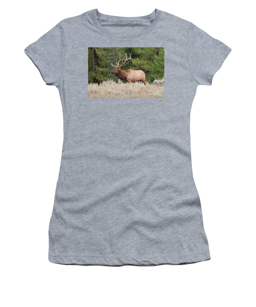 Animals Women's T-Shirt featuring the photograph Seeking A Mate by Sandra Bronstein