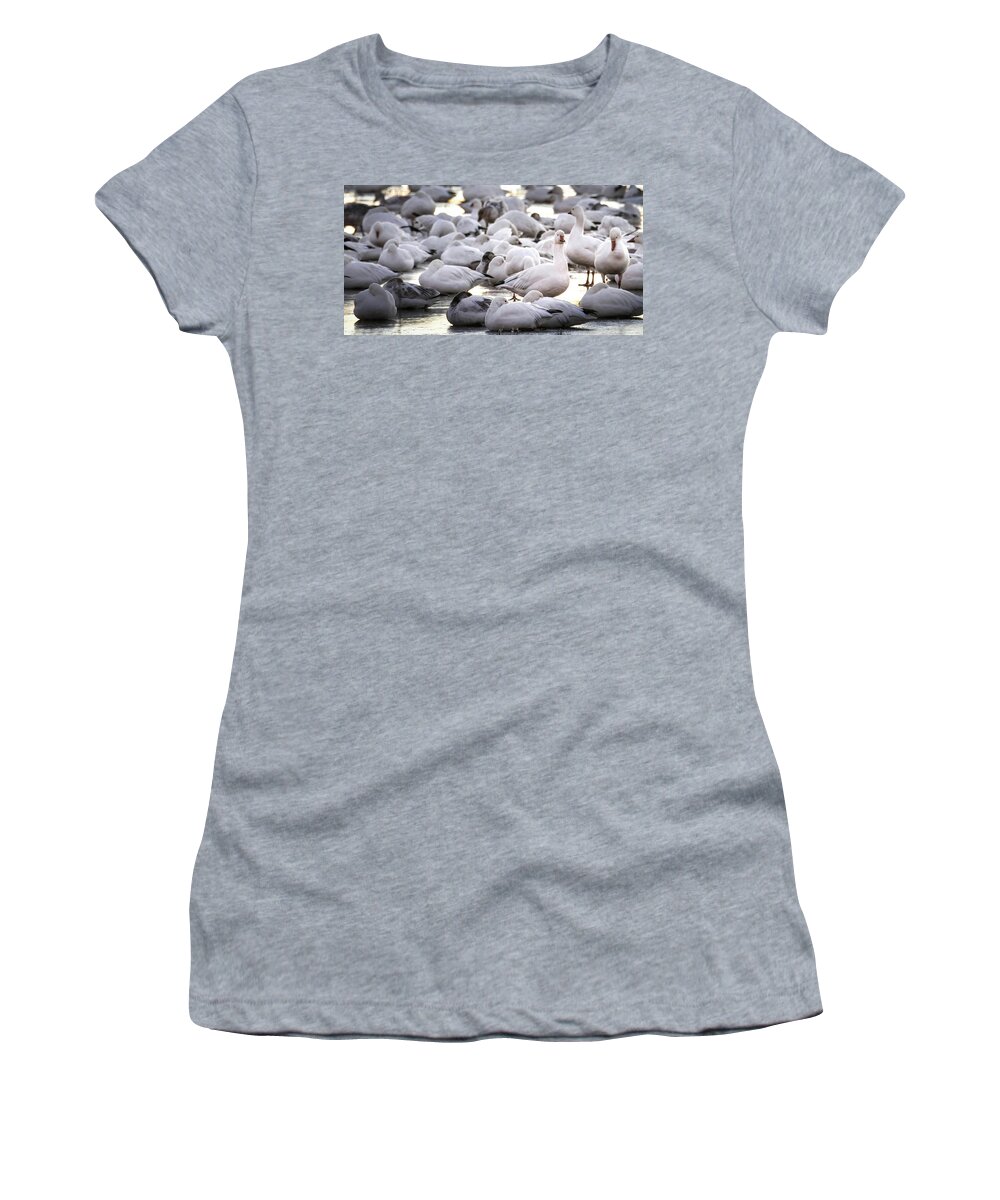 Snow Geese Women's T-Shirt featuring the photograph Snow Geese On Ice by Rebecca Herranen