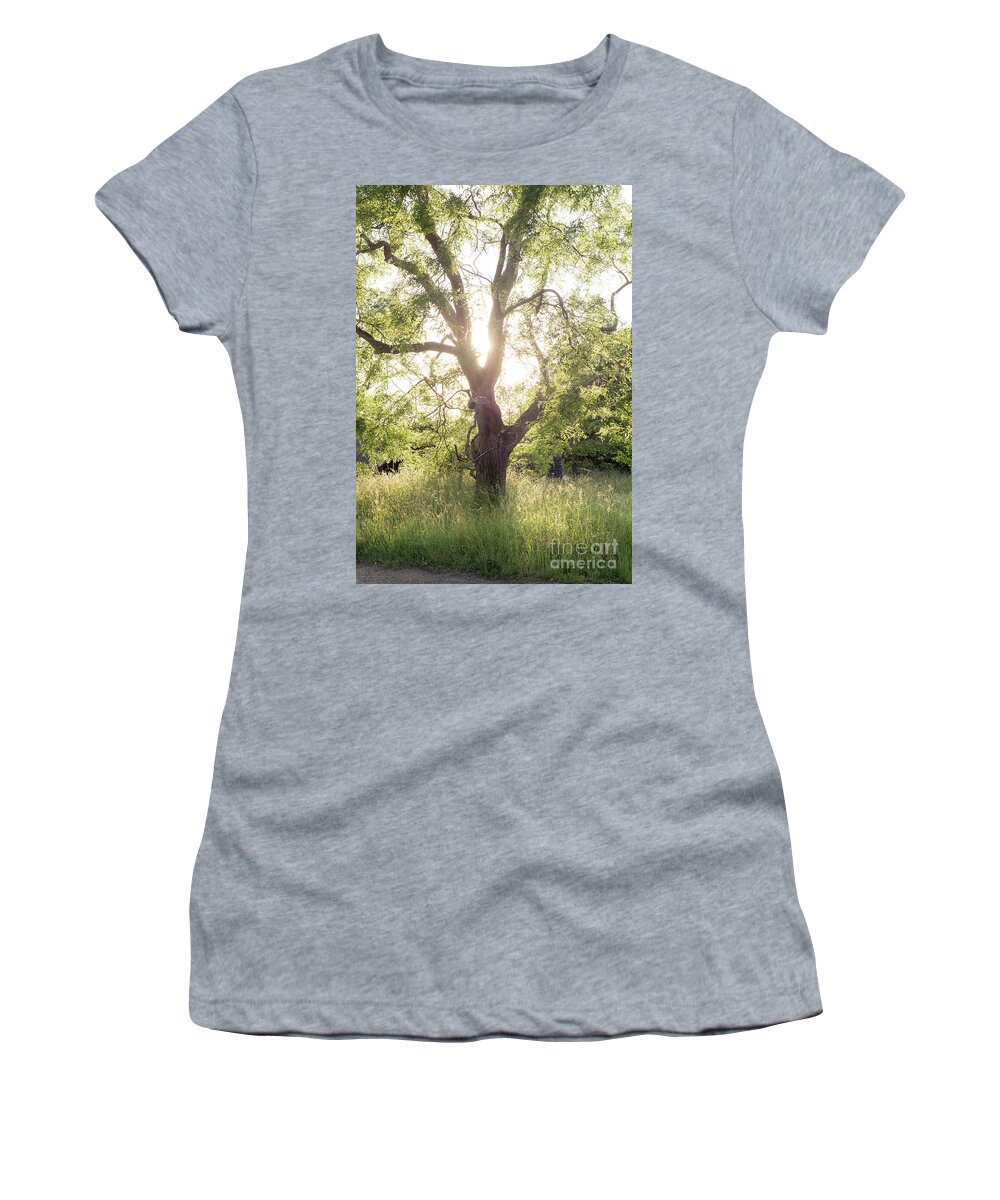 Sophora Women's T-Shirt featuring the photograph Sophora Japonica, Great Dixter by Perry Rodriguez