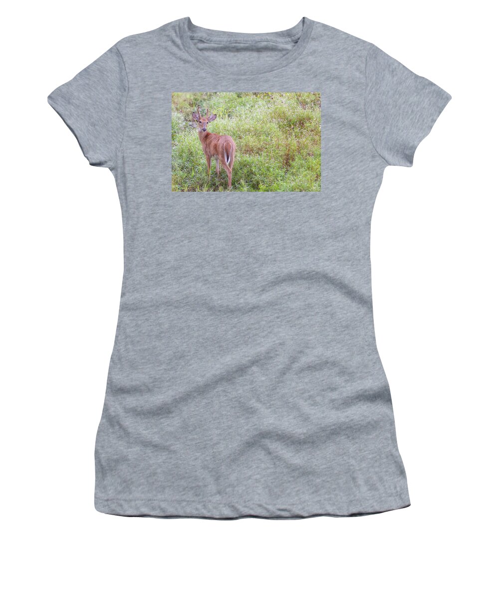 Whitetail Deer Women's T-Shirt featuring the photograph Spike Horn Buck in Velvet by Susan Rissi Tregoning