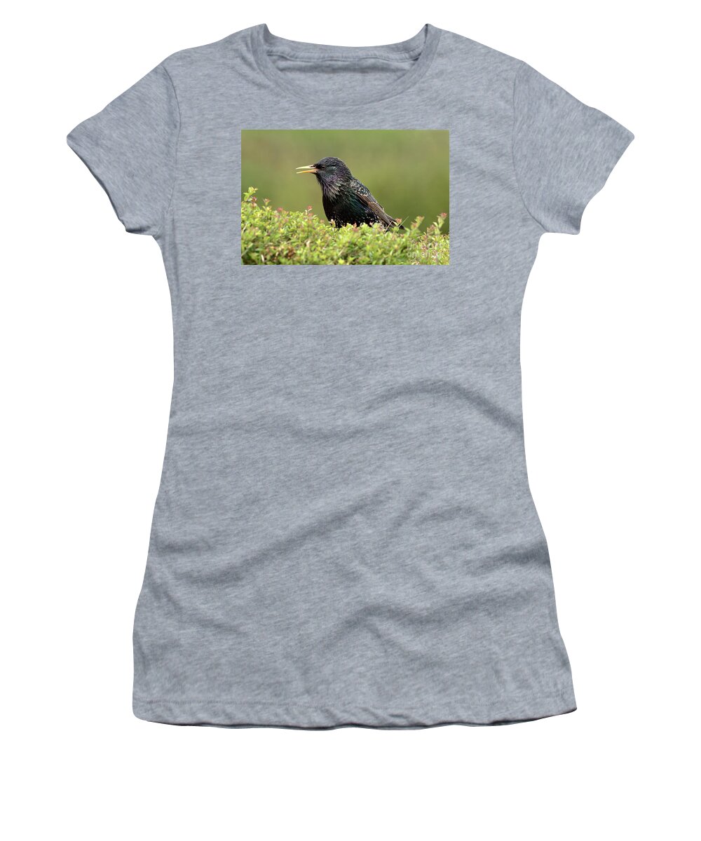 Starling Birds Nature Photography Prints Canvas Cards Garden Women's T-Shirt featuring the photograph Starling by Peter Skelton