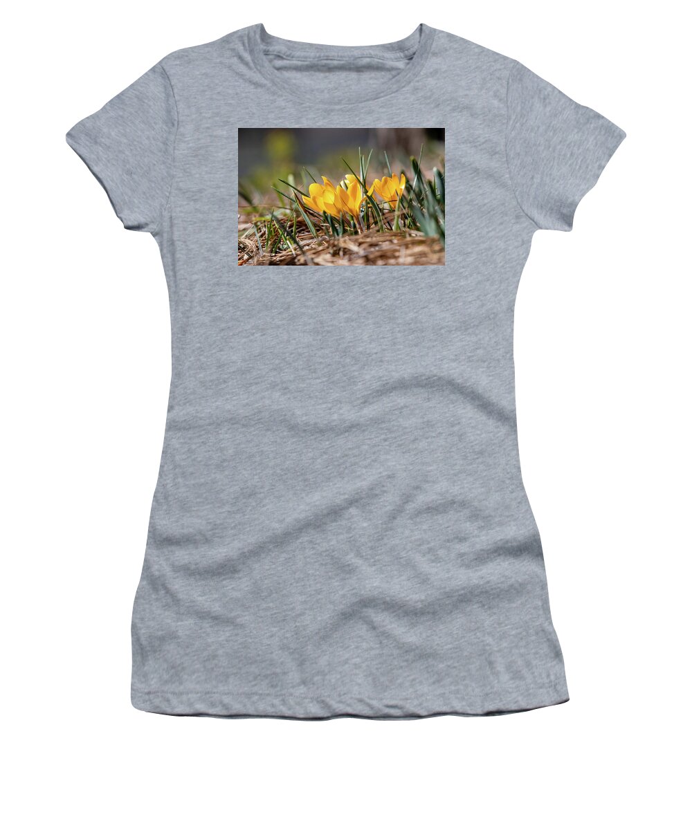 Crocus Women's T-Shirt featuring the photograph Sunny Yellow Crocuses by Lara Morrison