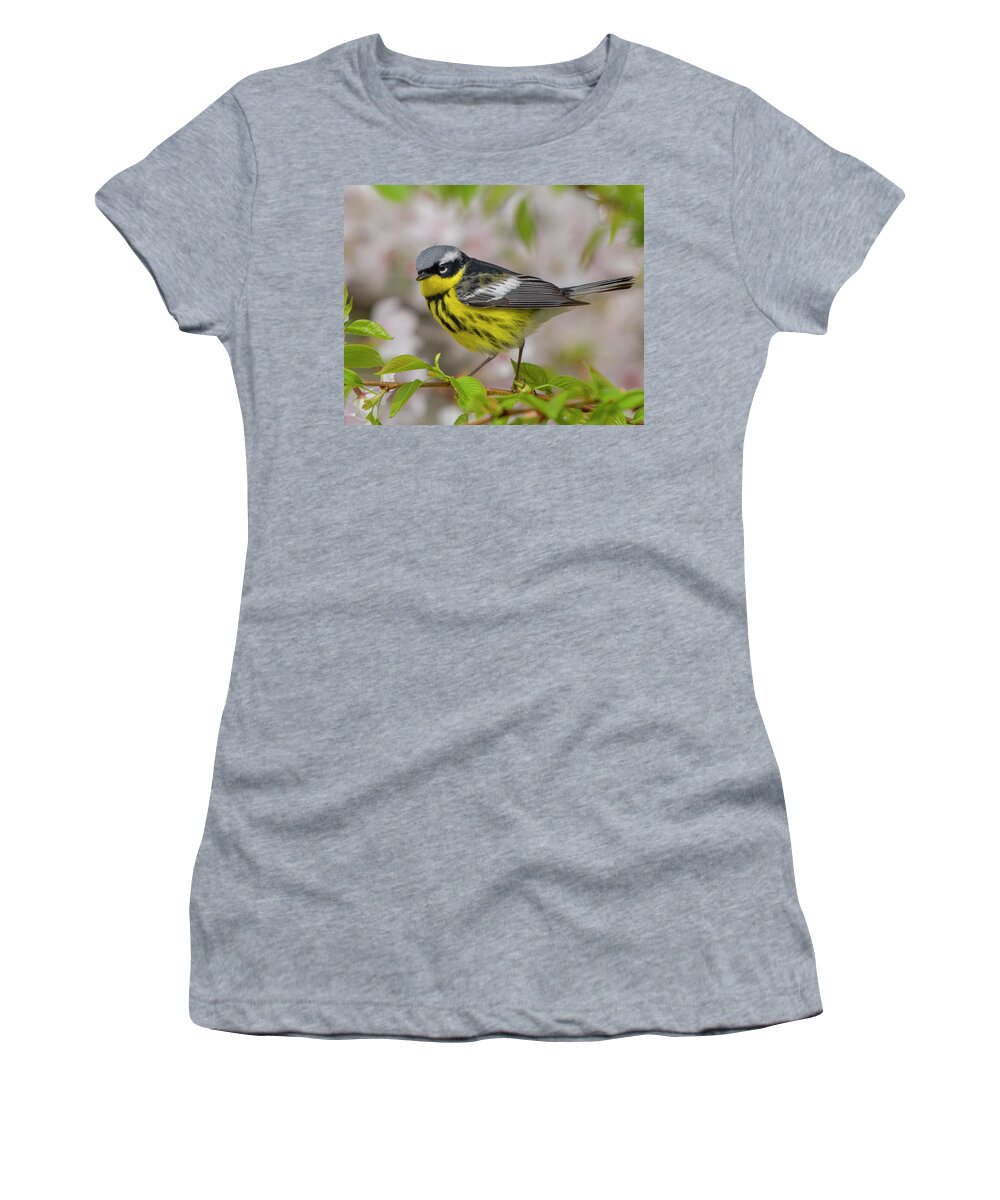 Warbler Women's T-Shirt featuring the photograph Sweet Magnolia by Timothy McIntyre
