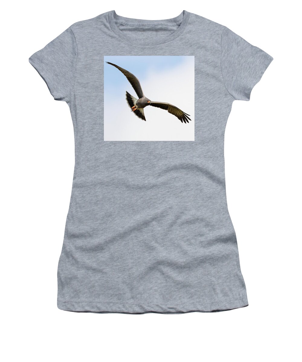 Snail Kite Women's T-Shirt featuring the photograph Target Acquired by RD Allen