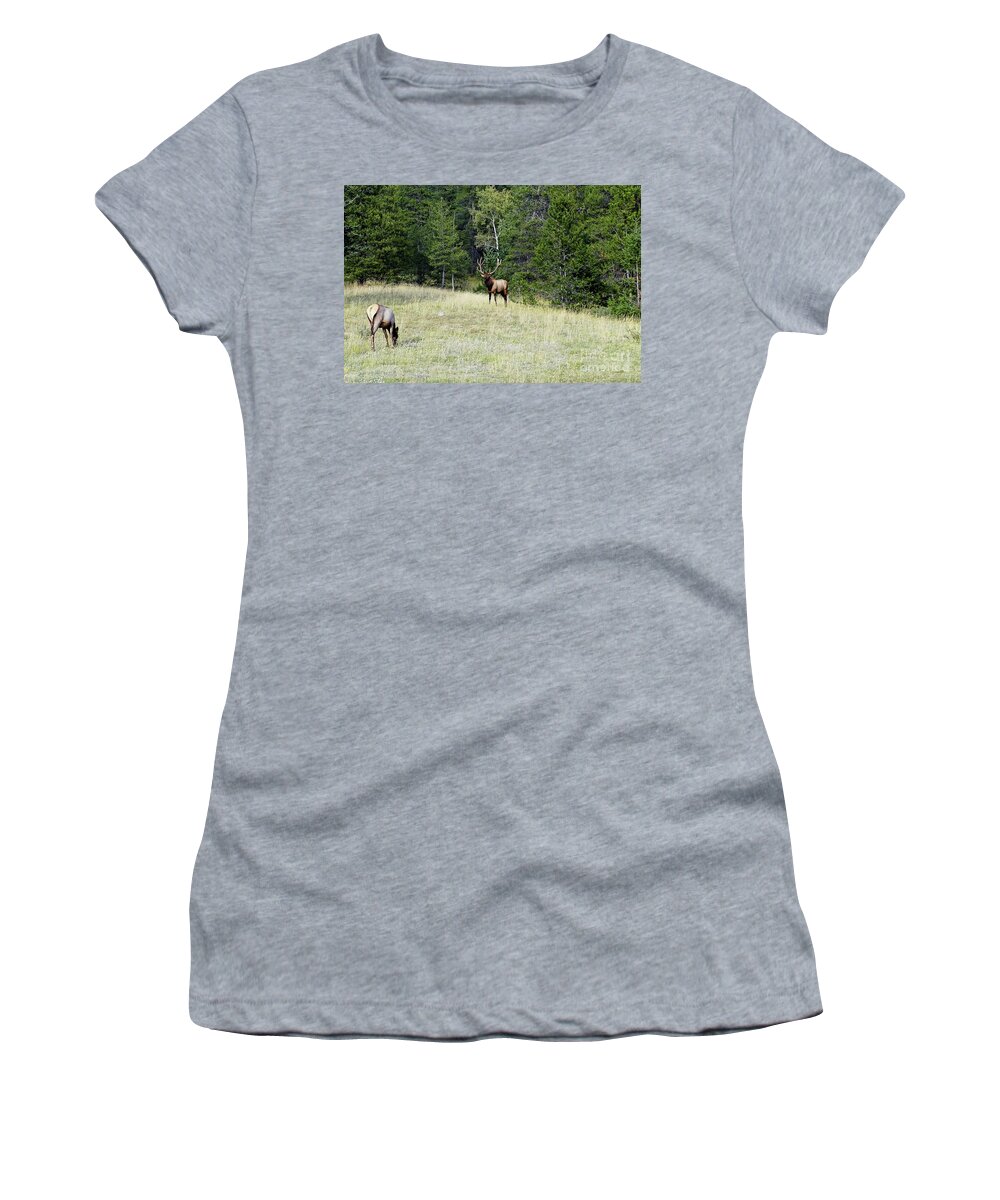 National Park Women's T-Shirt featuring the photograph The Warden - Bull Elk and Cow - Canada by Paolo Signorini