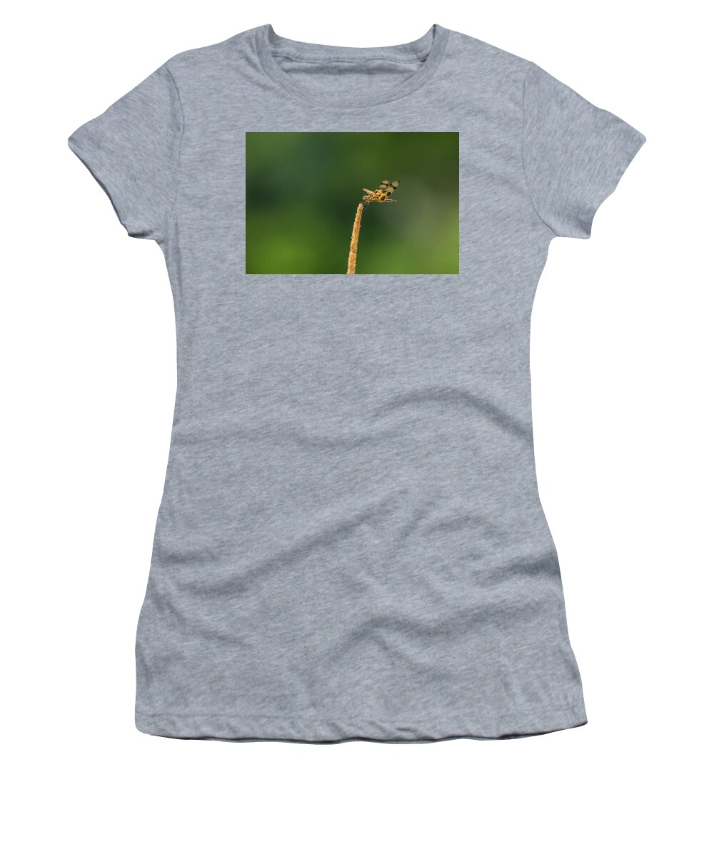 Insect Women's T-Shirt featuring the photograph Tiger Dragonfly by Amelia Pearn