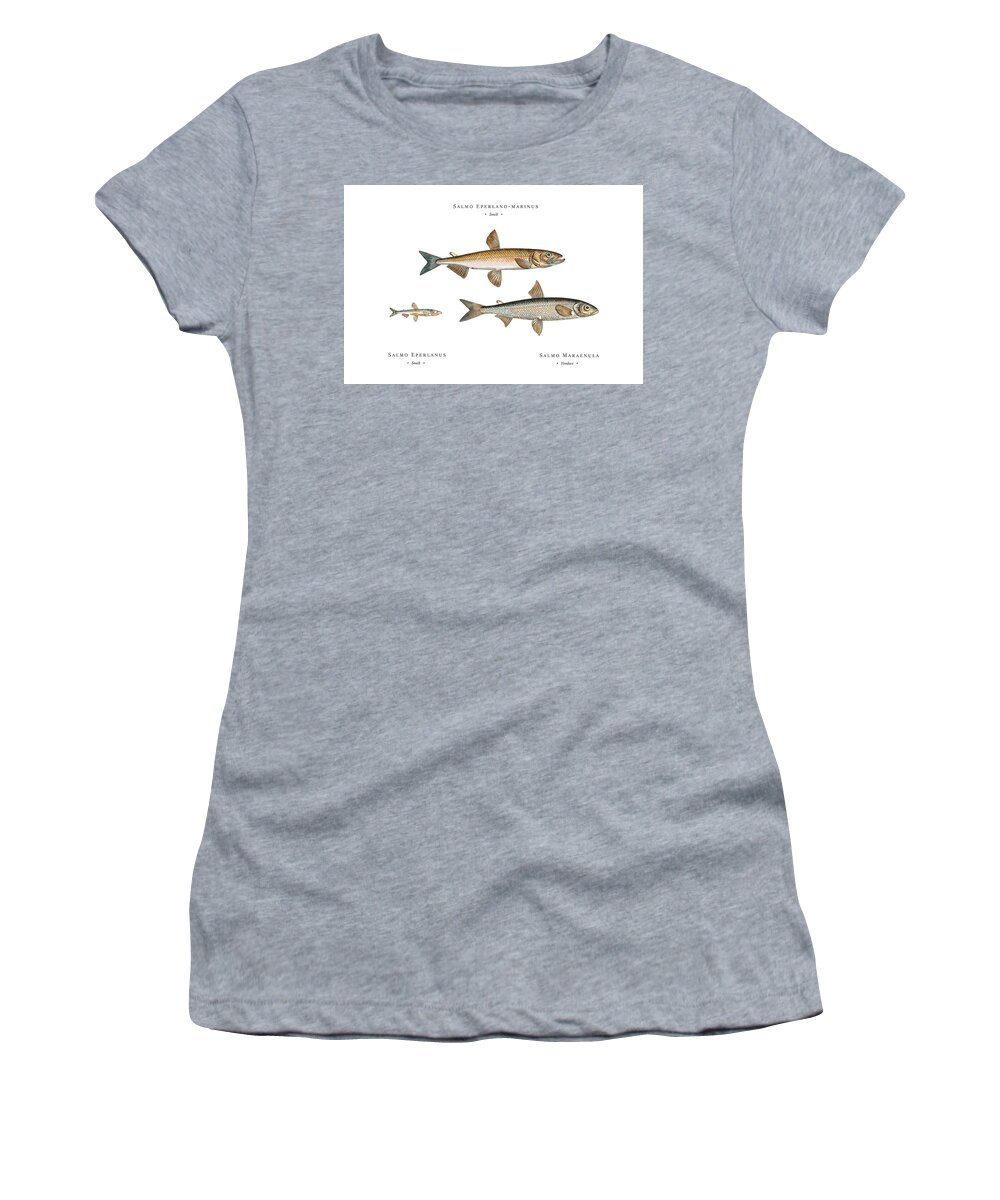 Illustration Women's T-Shirt featuring the digital art Vintage Fish Illustration - Smelt, Smelt, Vendace by Studio Grafiikka