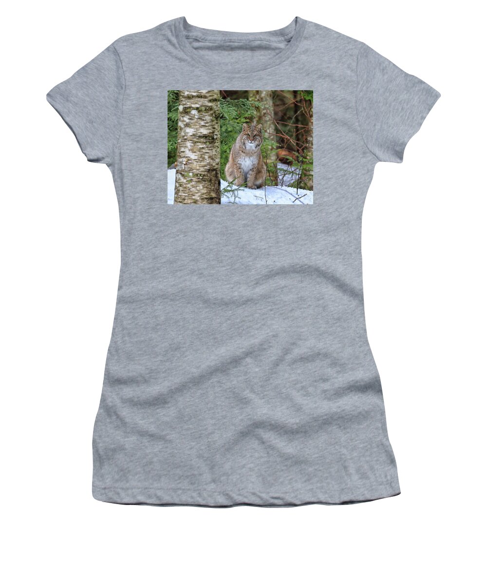 Bobcat Women's T-Shirt featuring the photograph Watchful Cat by Duane Cross