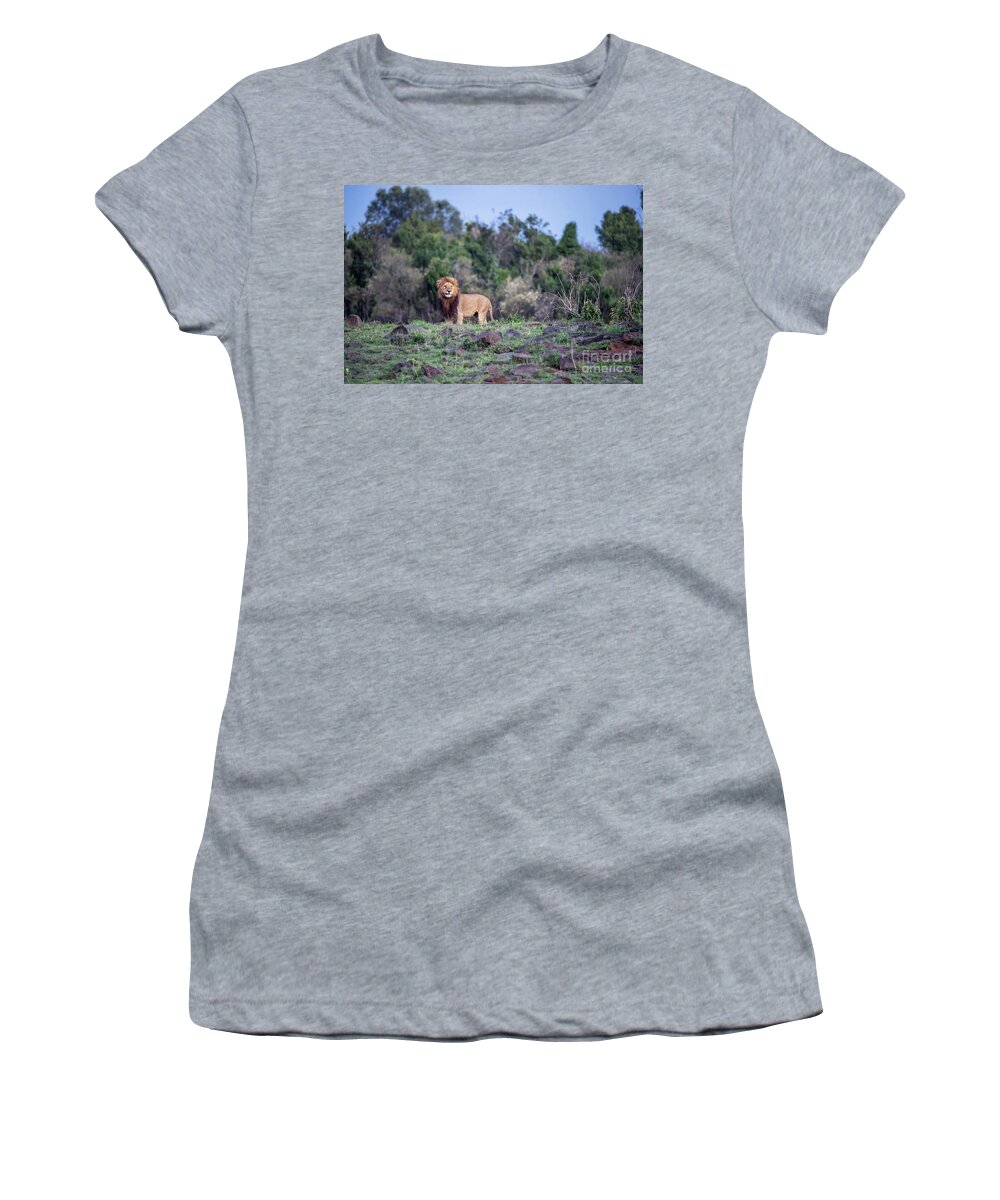 Africa Women's T-Shirt featuring the photograph Watchful prime male lion in the Masai Mara, Kenya by Jane Rix