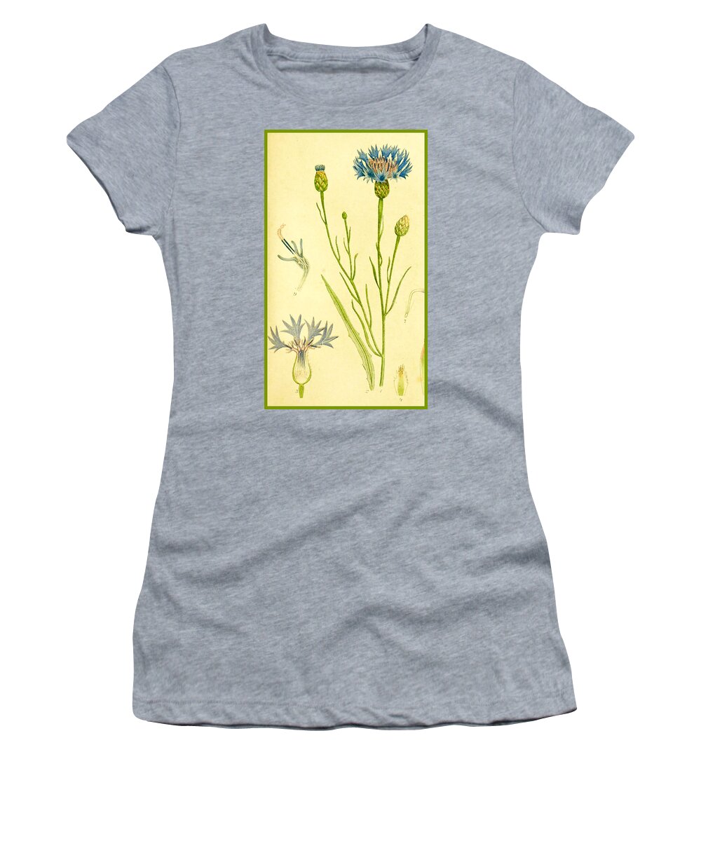 Plants Women's T-Shirt featuring the drawing Wildflower 3 Bachelors Button or Cornflower by Lorena Cassady