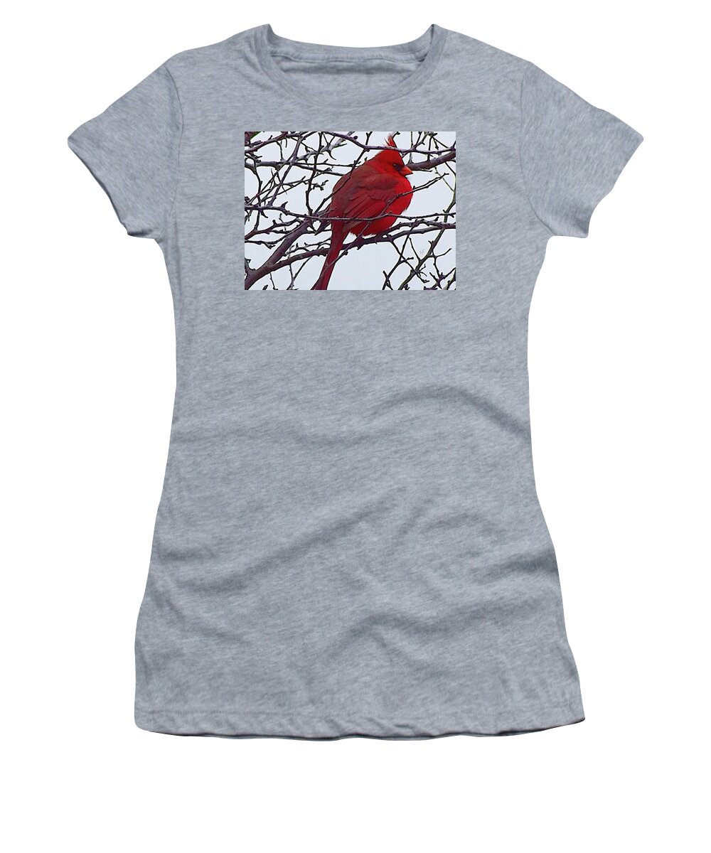 Redbird Women's T-Shirt featuring the mixed media Winter Red Bird, a cardinal in winter by Shelli Fitzpatrick