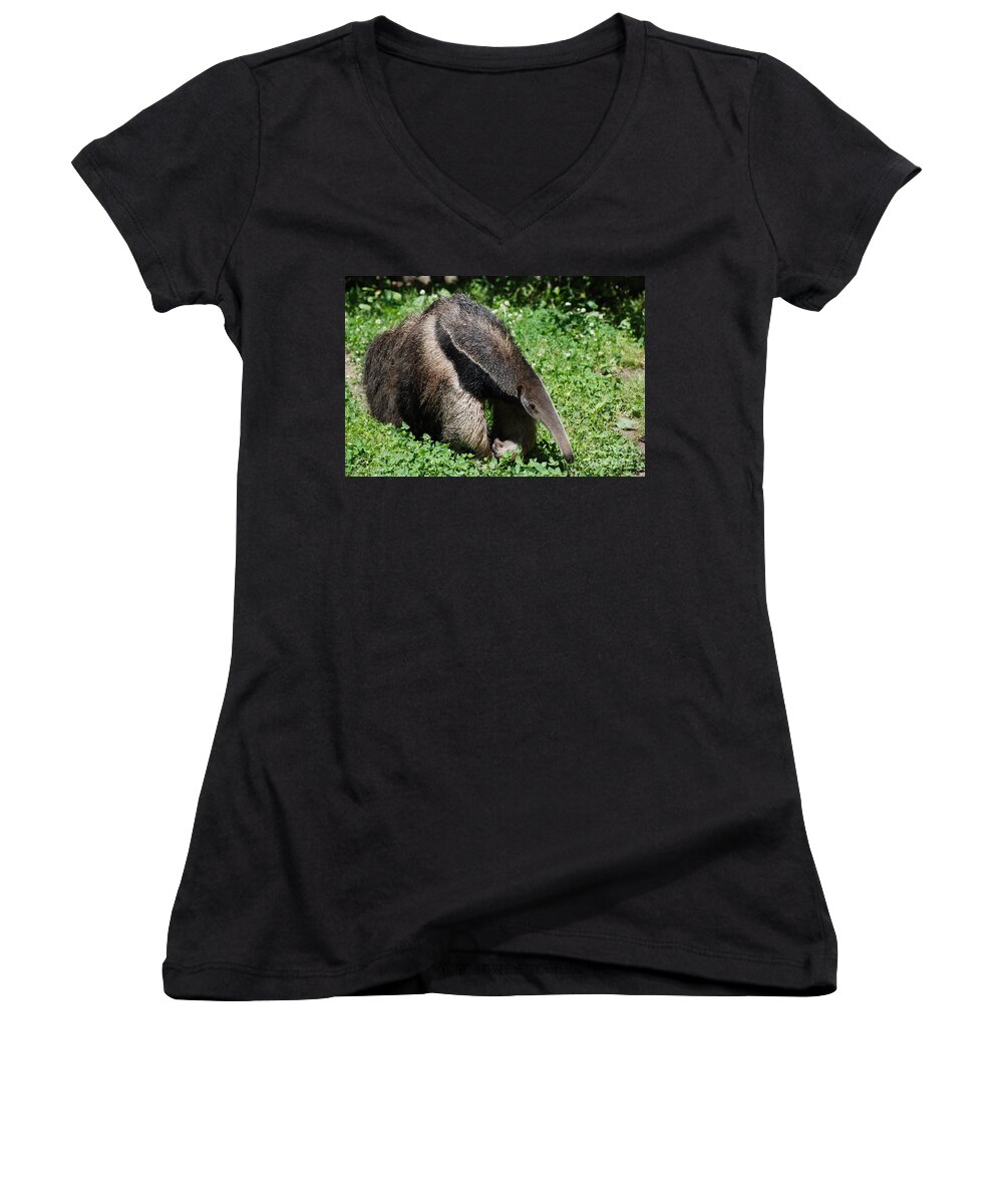Anteater Women's V-Neck featuring the photograph Anteater by DejaVu Designs