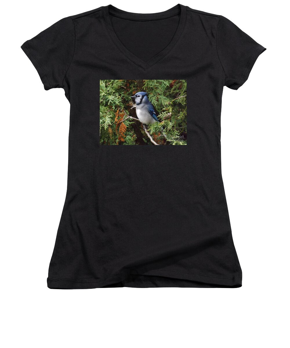 Blue Jay Women's V-Neck featuring the photograph Blue Jay in cedar tree 2 by Brenda Brown