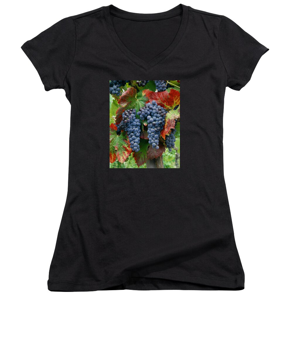 Cabernet Sauvignon Grapes Women's V-Neck featuring the photograph 5B6374-Cabernet Sauvignon Grapes at Harvest by Ed Cooper Photography