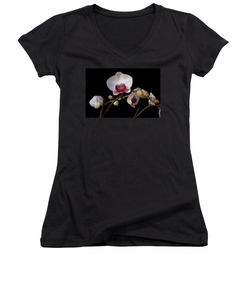 Moth Orchid Women's V-Neck featuring the photograph Colorful Moth Orchid by Ron White