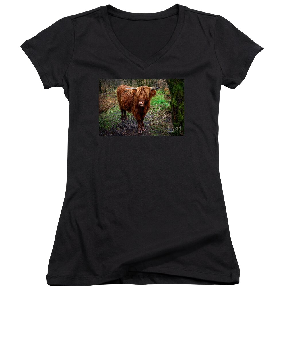 Highland Cow Women's V-Neck featuring the photograph Highland Beast by Adrian Evans