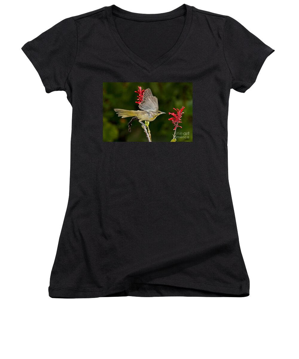 Hooded Oriole Women's V-Neck featuring the photograph Hooded Orioles Juvenile by Anthony Mercieca