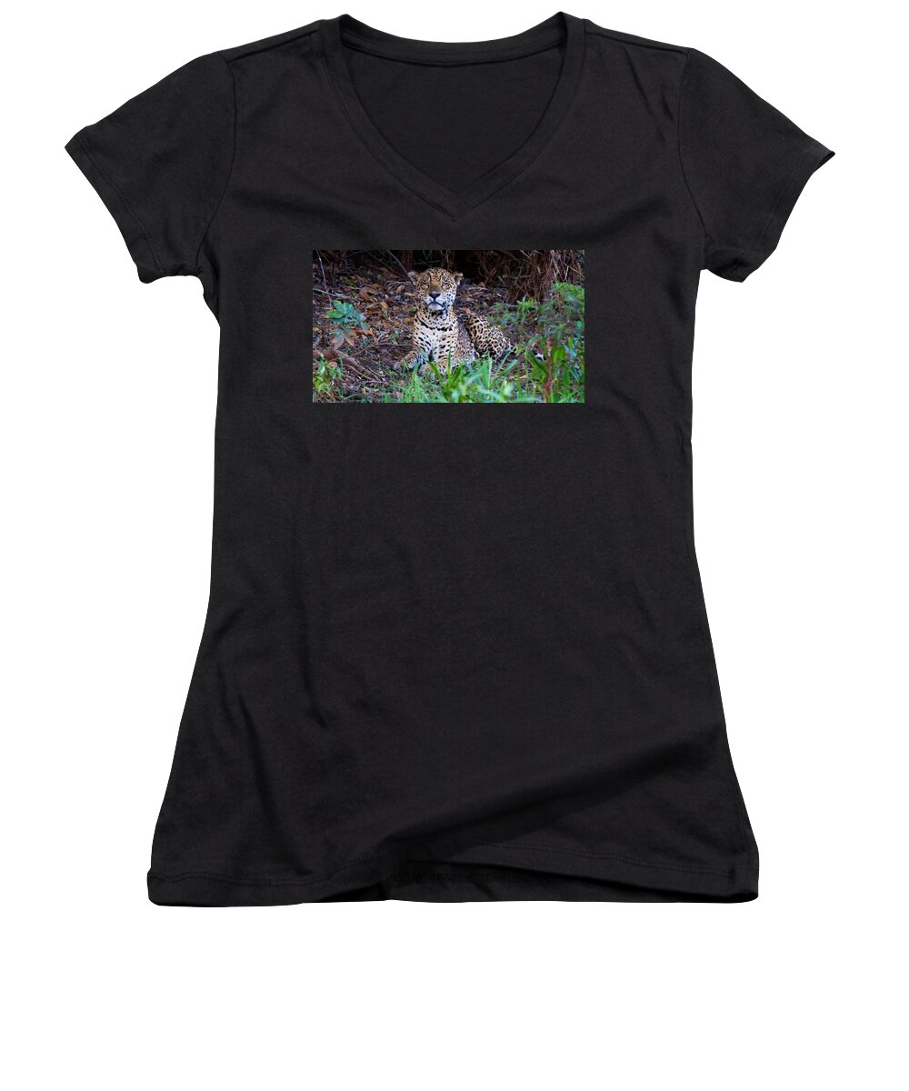 Brazil Women's V-Neck featuring the photograph Hugo Waking 2 by David Beebe