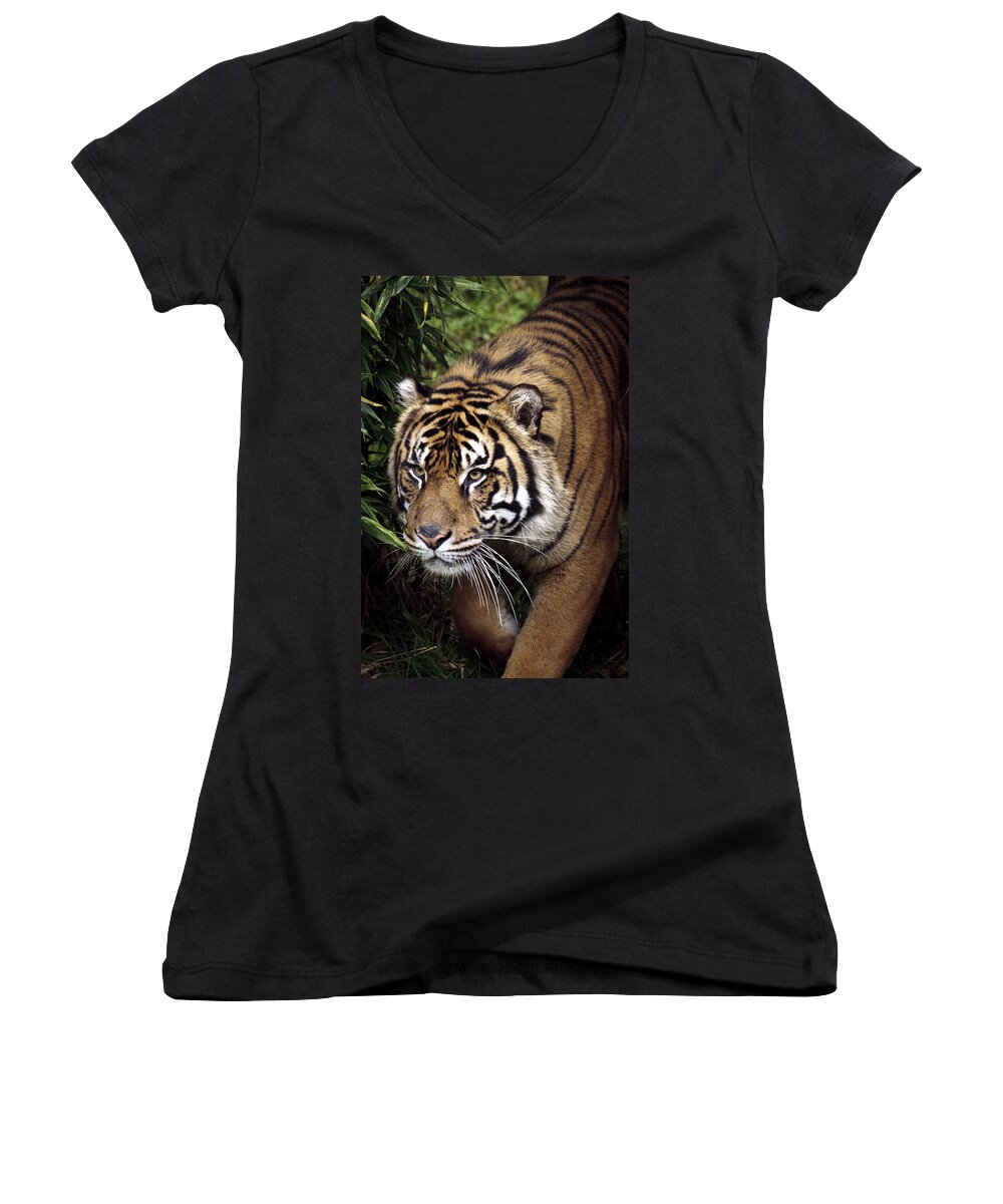 Jungle Stalker Women's V-Neck featuring the photograph Jungle Stalker by Wes and Dotty Weber
