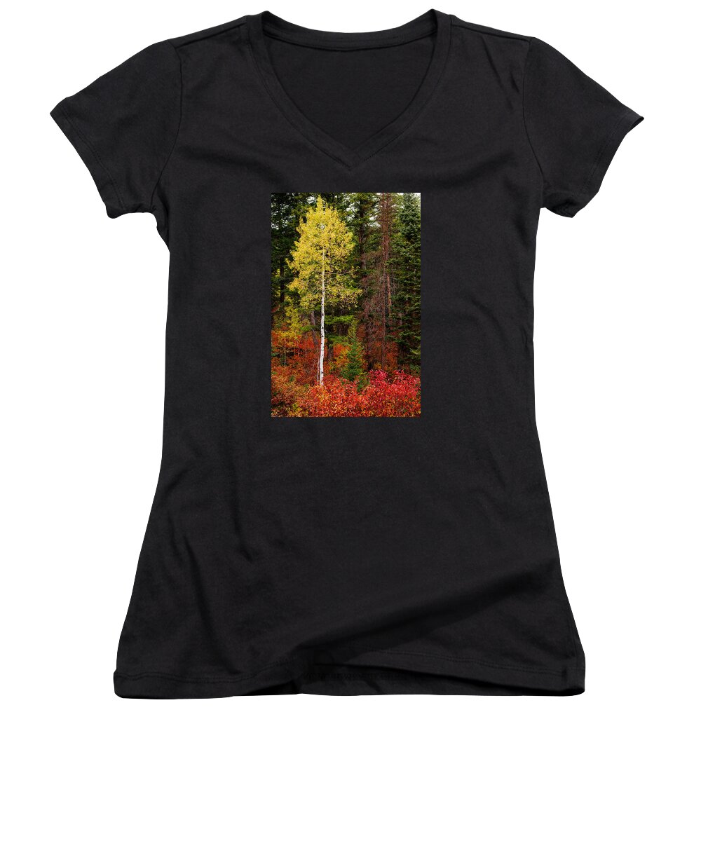 Lone Aspen In Fall Women's V-Neck featuring the photograph Lone Aspen in Fall by Chad Dutson
