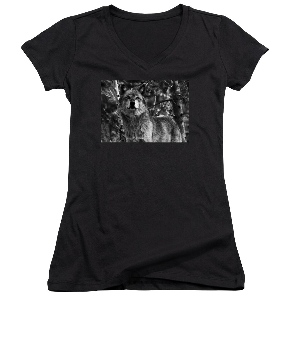 Wolf Women's V-Neck featuring the photograph Majesty by Aidan Moran