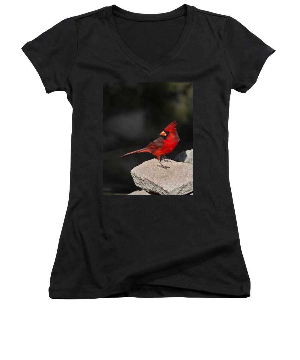 Cardinal Women's V-Neck featuring the photograph Male Cardinal by Gary Langley