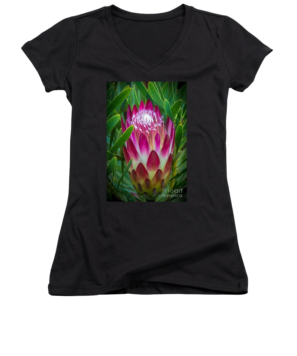 Botanical Garden Women's V-Neck featuring the photograph Protea in Pink by Kate Brown