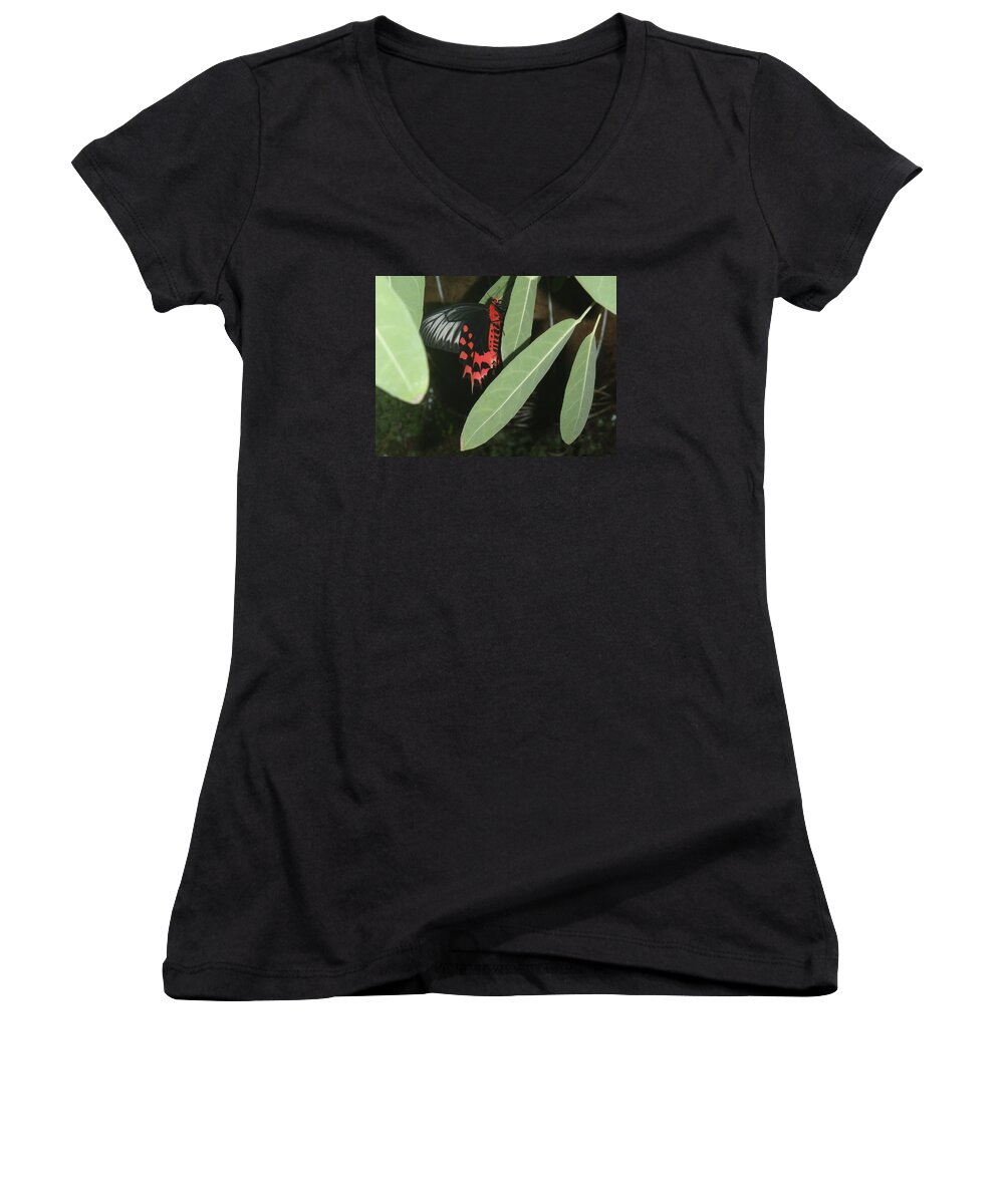 Butterfly Women's V-Neck featuring the photograph Red Butterfly by Robert Nickologianis