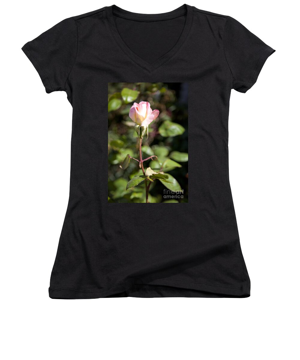 Pink Photographs Women's V-Neck featuring the photograph Single Rose by David Millenheft