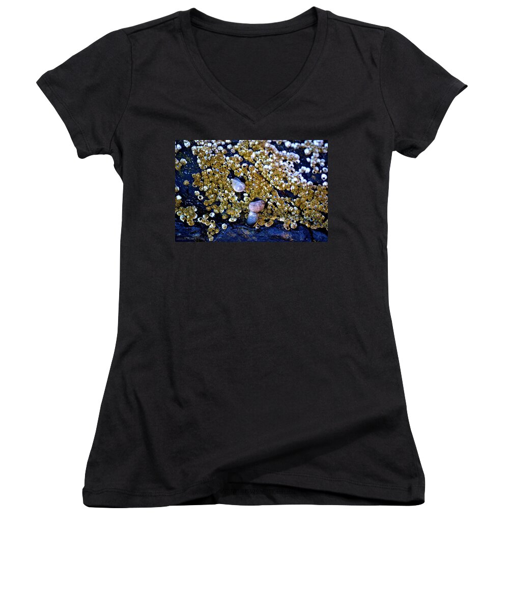 Snails Women's V-Neck featuring the photograph Snails and Barnacle by Tara Potts