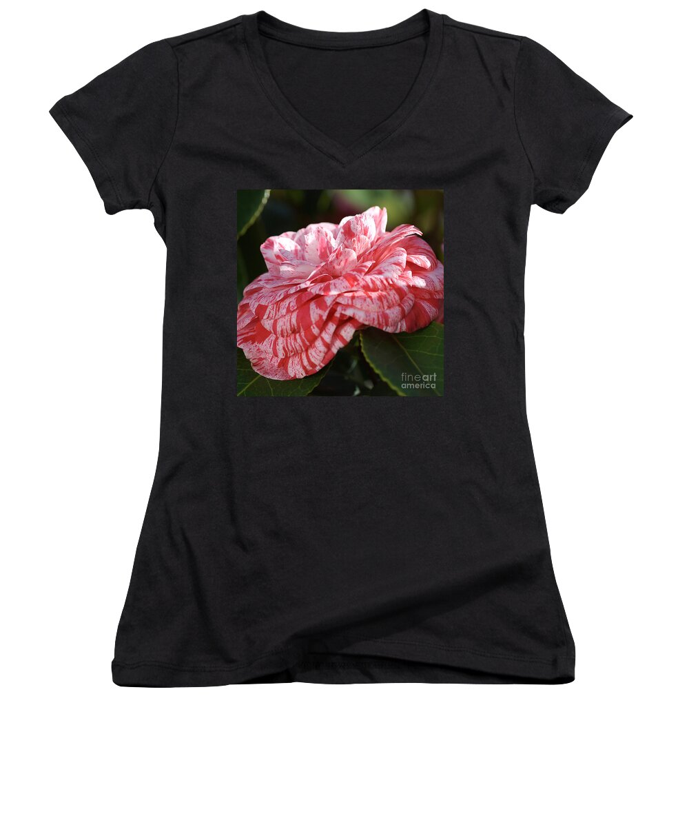 Ericales Women's V-Neck featuring the photograph Variegated Camellia by Joy Watson