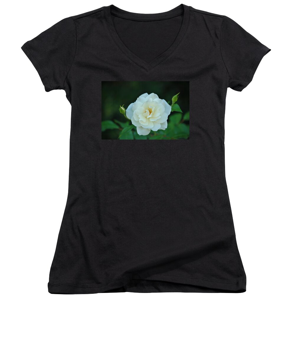 Linda Brody Women's V-Neck featuring the photograph White Rose with Two Buds by Linda Brody