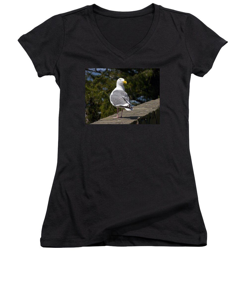 Seagull Women's V-Neck featuring the photograph Seagull #1 by David Gleeson