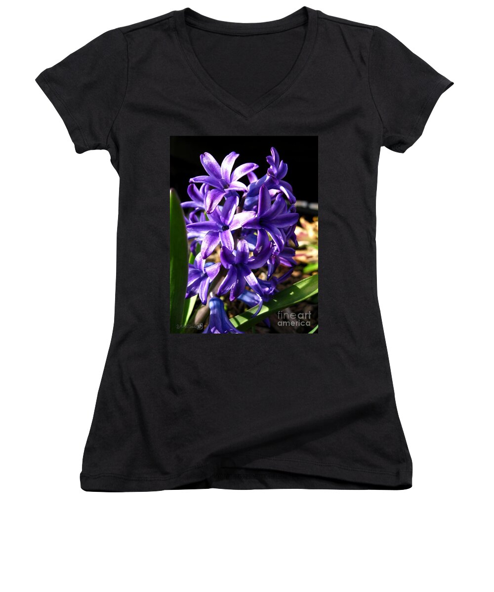 Hyacinth Women's V-Neck featuring the photograph Hyacinth named Peter Stuyvesant #5 by J McCombie