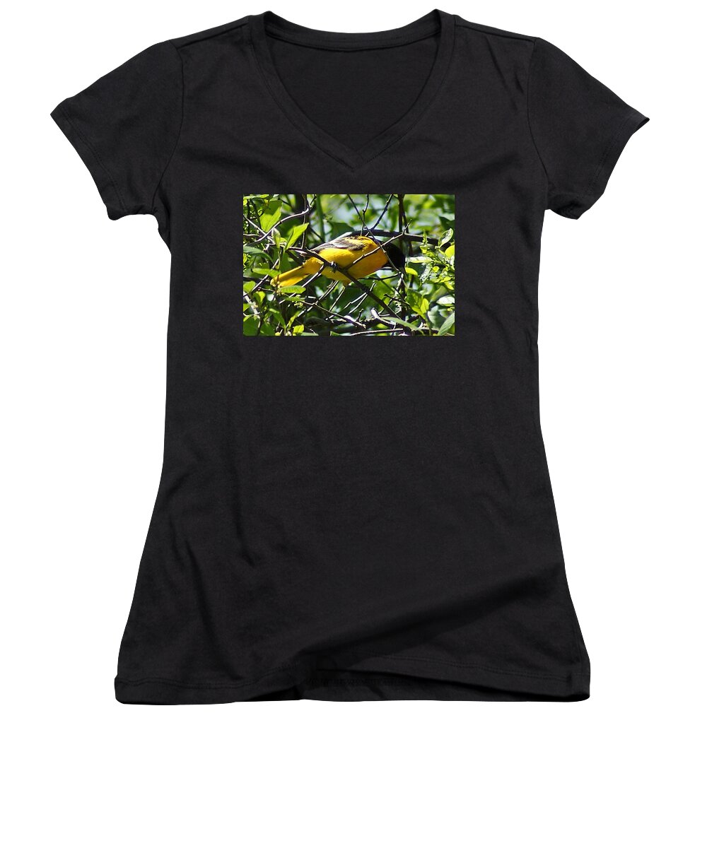 Baltimore Women's V-Neck featuring the photograph Baltimore Oriole by Joe Faherty