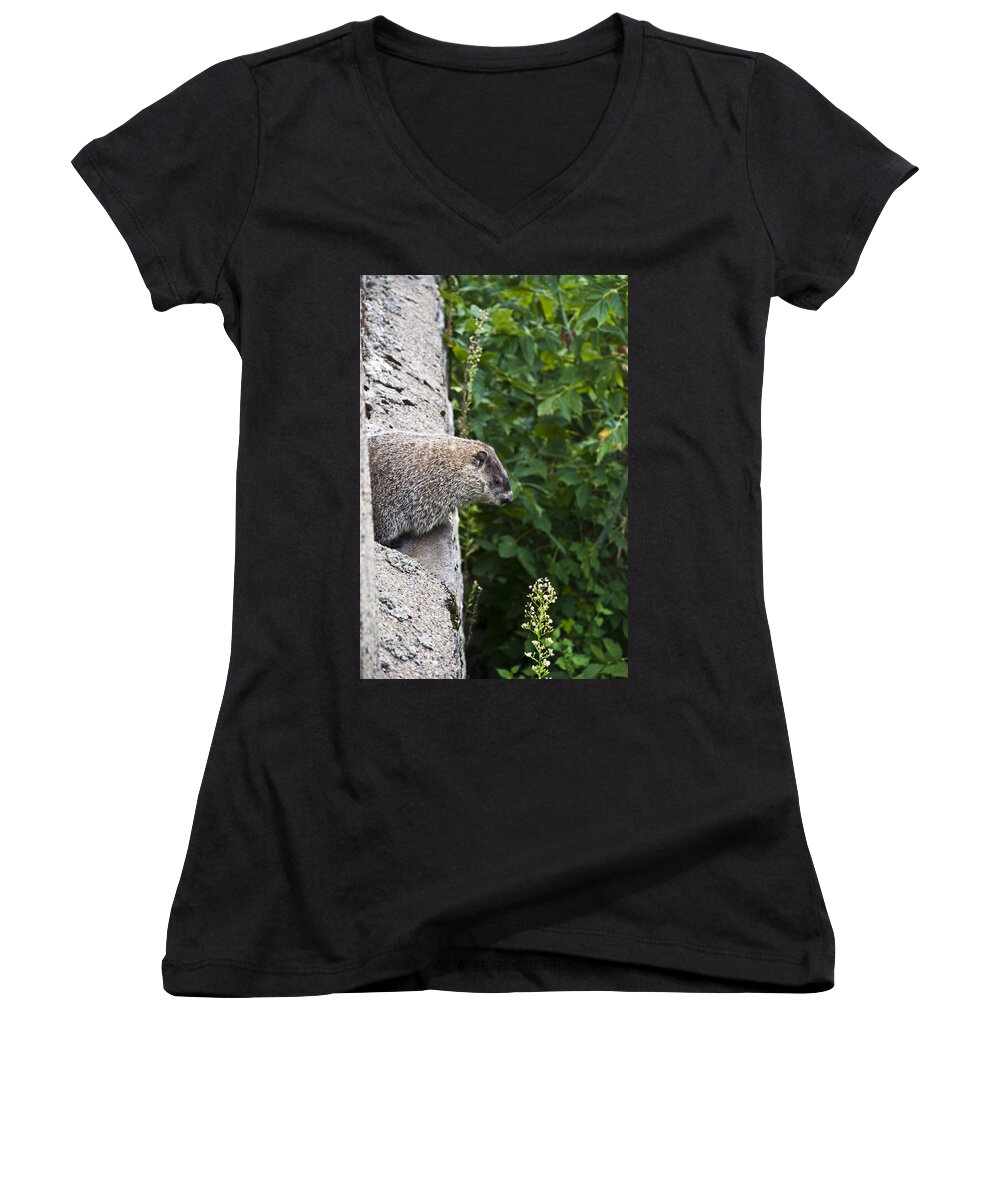 Punxatawny Phil Women's V-Neck featuring the photograph Groundhog Day by Bill Cannon