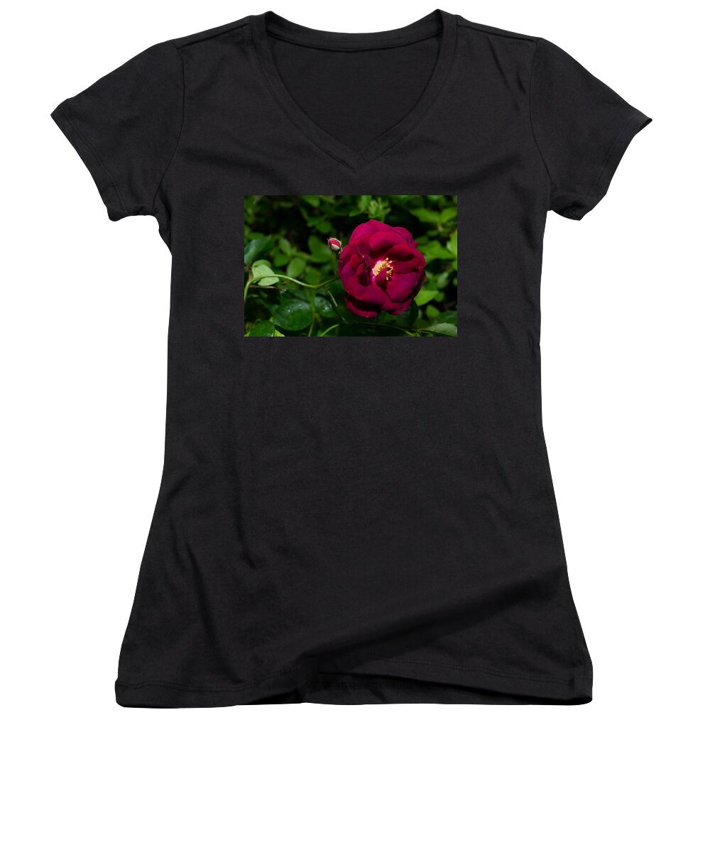 Da L 35 2.4 Women's V-Neck featuring the photograph Red Rose in the Wild by Lori Coleman