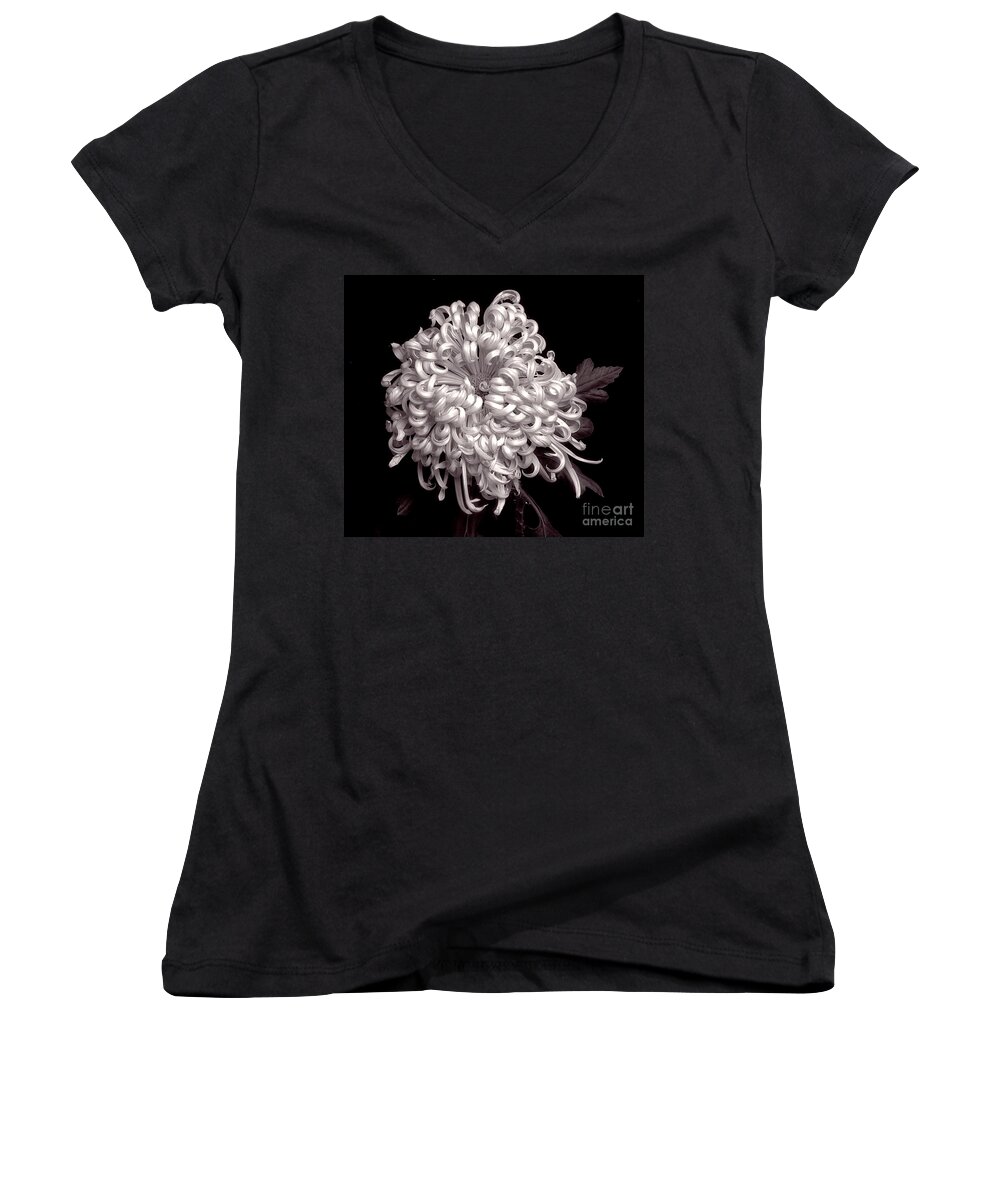 Flower Women's V-Neck featuring the photograph Chrysanthenmum 'Satin Ribbon' #1 by Ann Jacobson