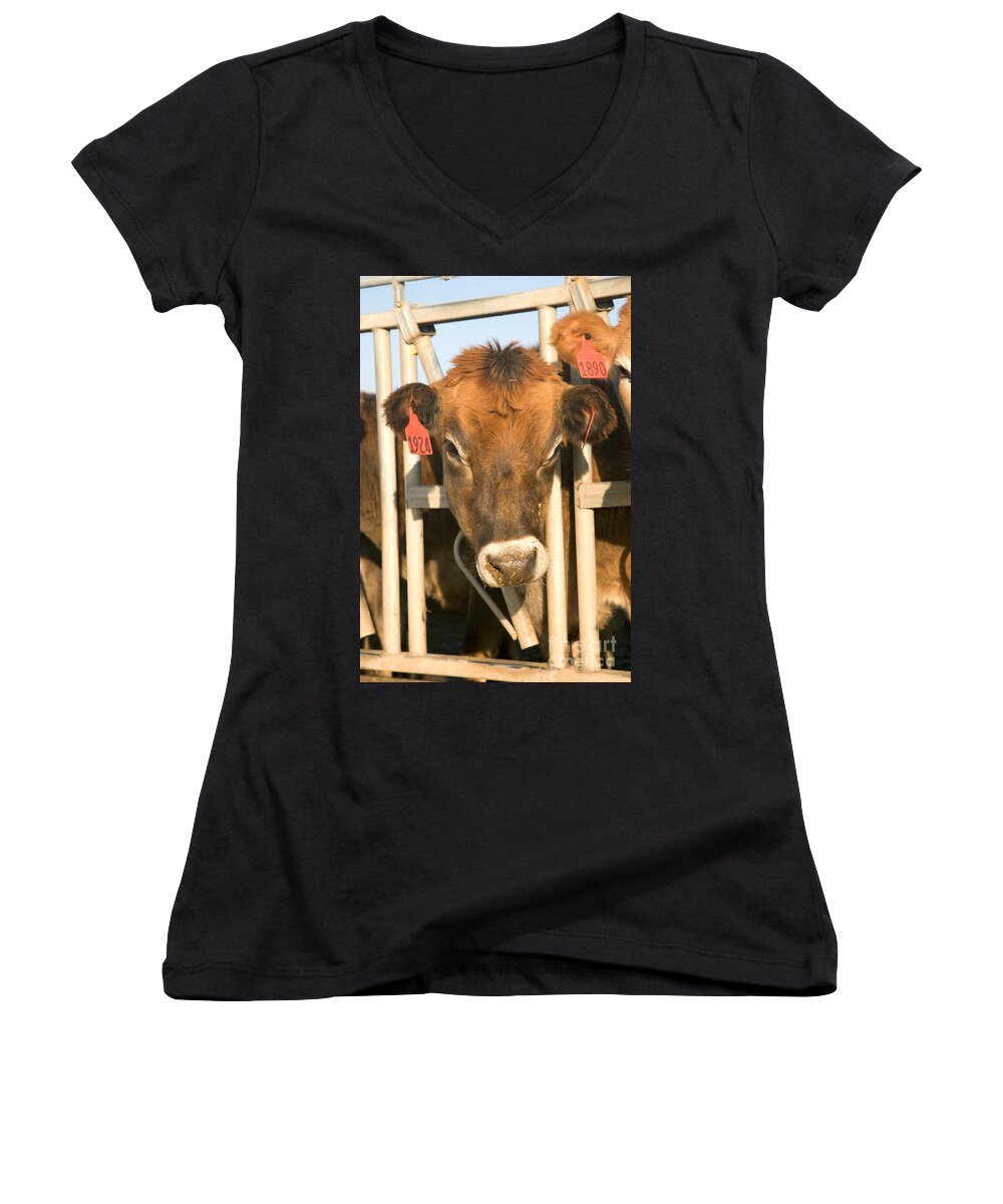 Cow Women's V-Neck featuring the photograph Jersey Cow #1 by Inga Spence