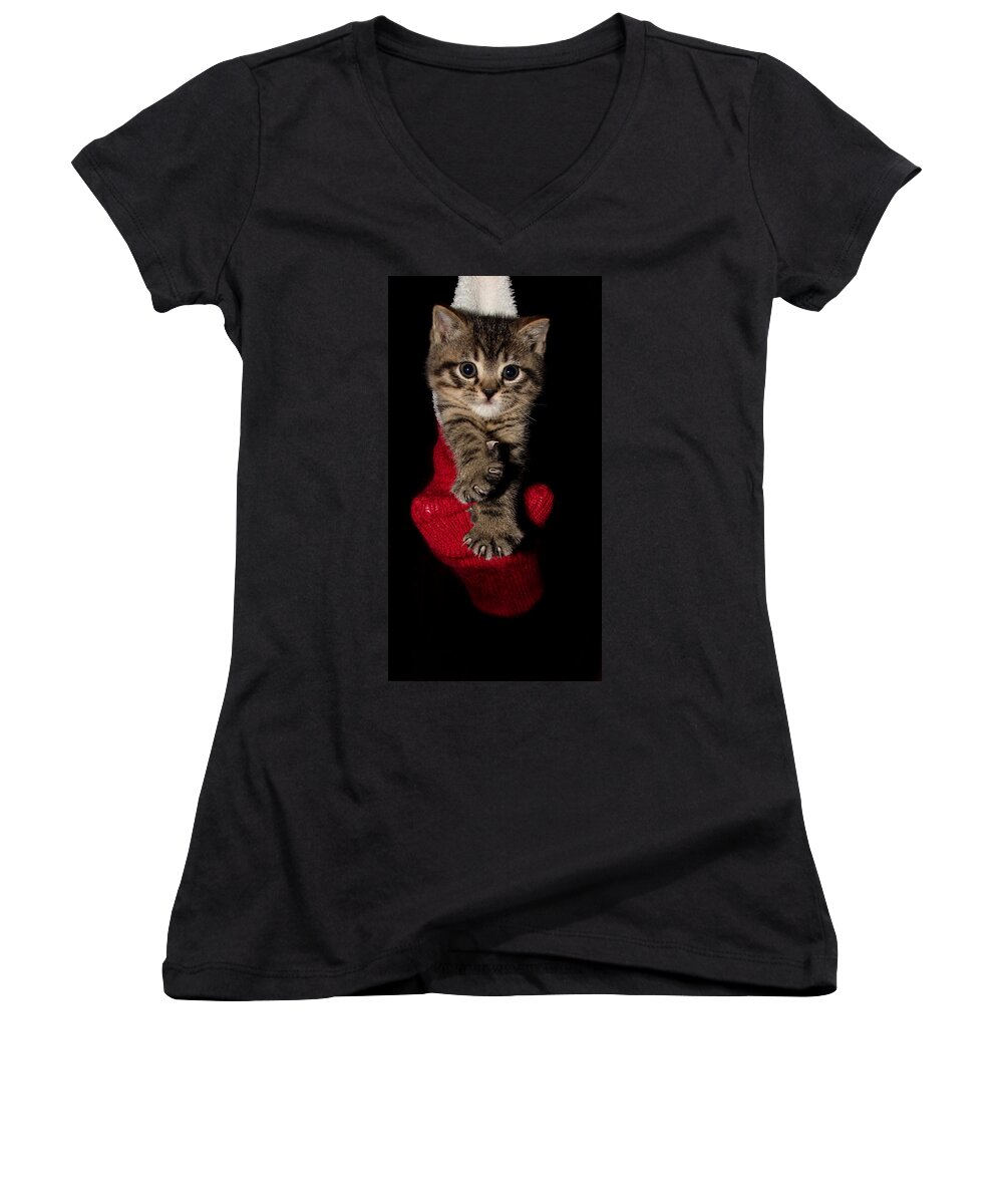 Animal Women's V-Neck featuring the photograph 2010 Stocking Cat 3 by Robert Morin